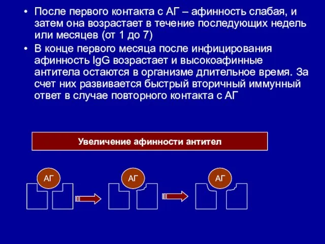 После первого контакта с АГ – афинность слабая, и затем она возрастает