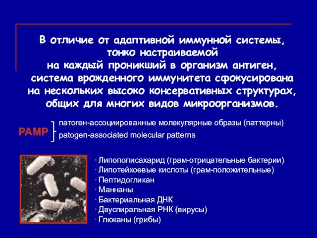 В отличие от адаптивной иммунной системы, тонко настраиваемой на каждый проникший в