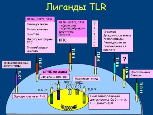 РЕГУЛЯЦИЯ ИММУНИТЕТА ЧЕРЕЗ PRR РАМР enPRR Фагоцитоз и лизис Презентация антигена Адаптивный