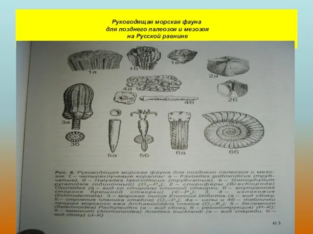 Руководящая морская фауна для позднего палеозоя и мезозоя на Русской равнине