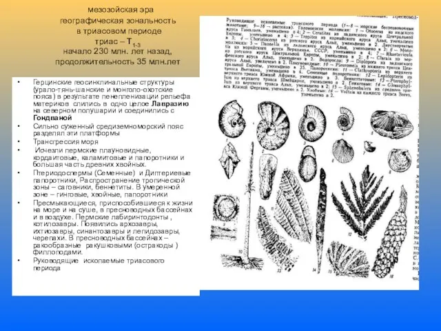 мезозойская эра географическая зональность в триасовом периоде триас – Т1-3 начало 230