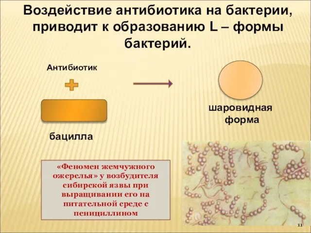 Воздействие антибиотика на бактерии, приводит к образованию L – формы бактерий. бацилла
