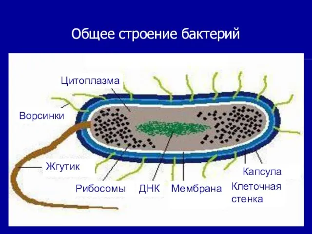 Общее строение бактерий Цитоплазма Рибосомы Ворсинки Жгутик ДНК Мембрана Клеточная стенка Капсула