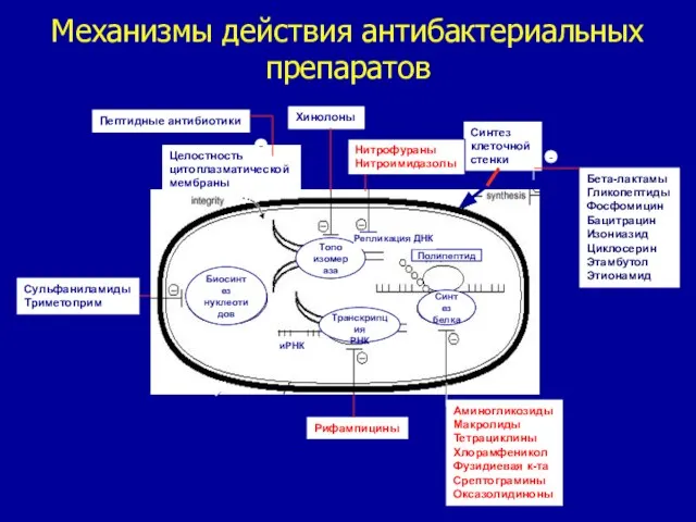 Механизмы действия антибактериальных препаратов Целостность цитоплазматической мембраны Синтез клеточной стенки Транскрипция РНК