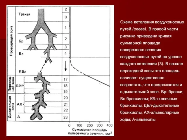 Схема ветвления воздухоносных путей (слева). В правой части рисунка приведена кривая суммарной