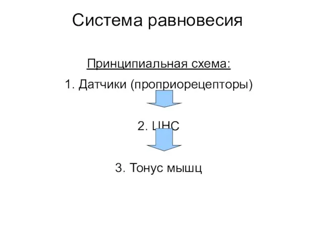 Система равновесия Принципиальная схема: 1. Датчики (проприорецепторы) 2. ЦНС 3. Тонус мышц