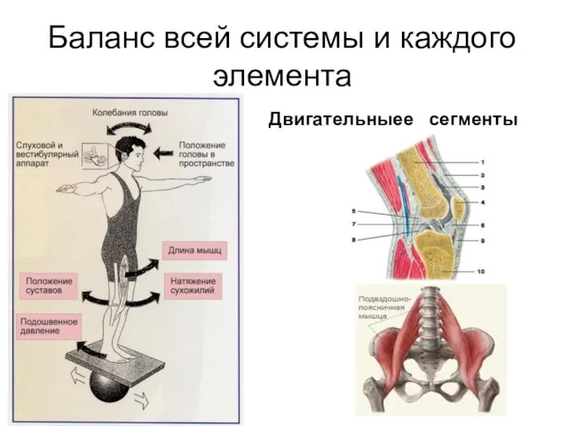 Баланс всей системы и каждого элемента Двигательныее сегменты