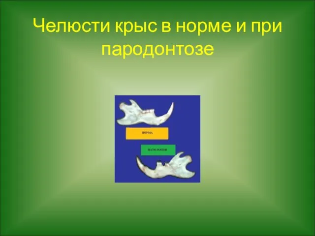 Челюсти крыс в норме и при пародонтозе