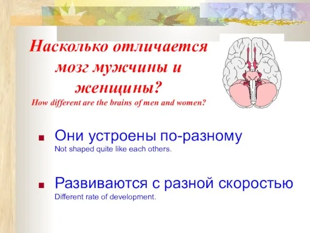 Насколько отличается мозг мужчины и женщины? How different are the brains of