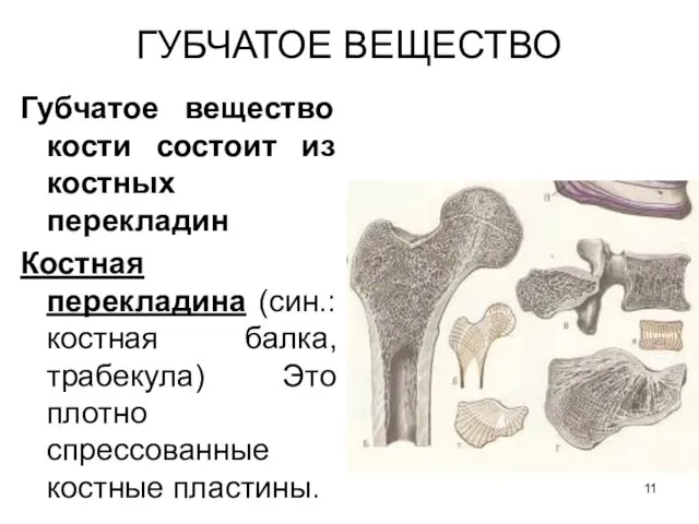Губчатое вещество кости состоит из костных перекладин Костная перекладина (син.: костная балка,