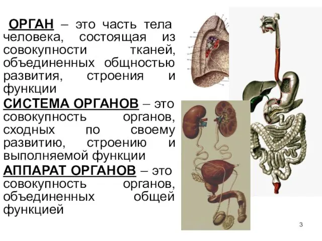 ОРГАН – это часть тела человека, состоящая из совокупности тканей, объединенных общностью