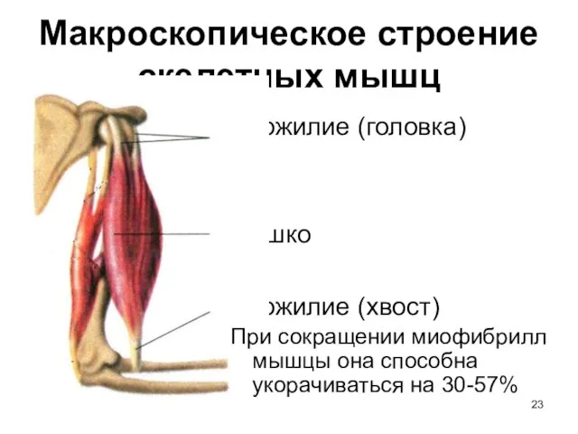 Макроскопическое строение скелетных мышц Сухожилие (головка) брюшко Сухожилие (хвост) При сокращении миофибрилл