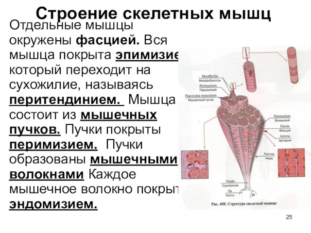 Строение скелетных мышц Отдельные мышцы окружены фасцией. Вся мышца покрыта эпимизием, который