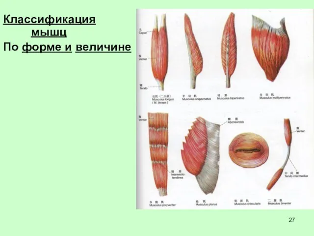 Классификация мышц По форме и величине