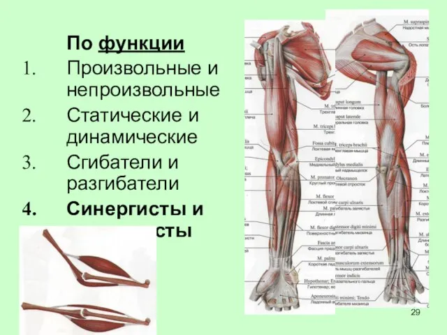 По функции Произвольные и непроизвольные Статические и динамические Сгибатели и разгибатели Синергисты и антагонисты