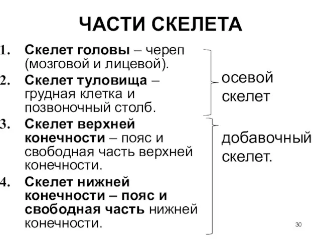 ЧАСТИ СКЕЛЕТА Скелет головы – череп (мозговой и лицевой). Скелет туловища –