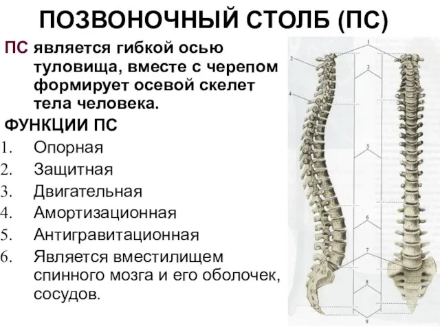 ПОЗВОНОЧНЫЙ СТОЛБ (ПС) ПС является гибкой осью туловища, вместе с черепом формирует