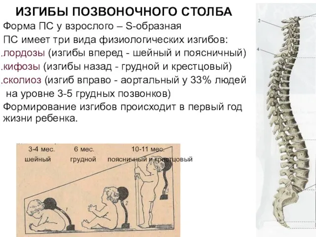 ИЗГИБЫ ПОЗВОНОЧНОГО СТОЛБА Форма ПС у взрослого – S-образная ПС имеет три
