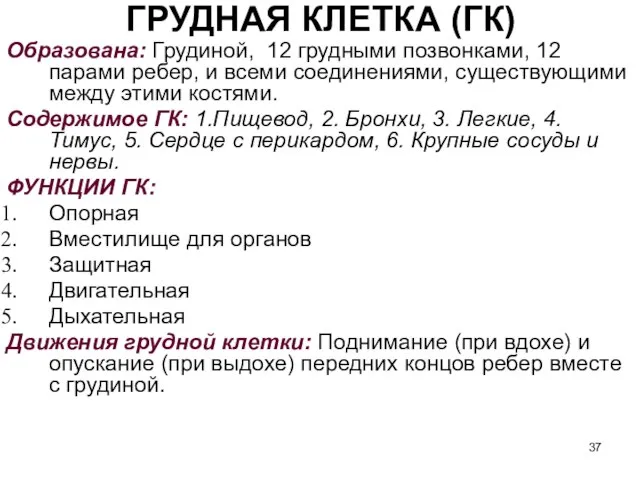 ГРУДНАЯ КЛЕТКА (ГК) Образована: Грудиной, 12 грудными позвонками, 12 парами ребер, и