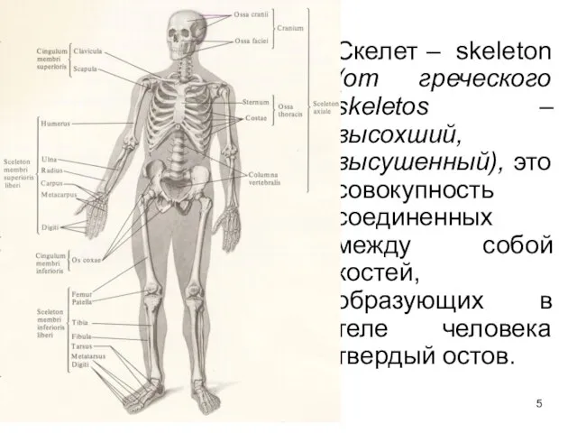 Скелет – skeleton (от греческого skeletos – высохший, высушенный), это совокупность соединенных