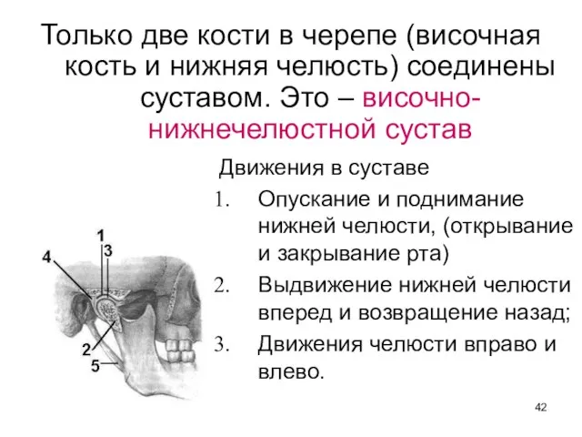 Только две кости в черепе (височная кость и нижняя челюсть) соединены суставом.