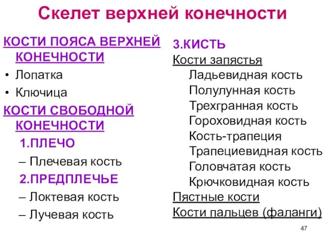 Скелет верхней конечности КОСТИ ПОЯСА ВЕРХНЕЙ КОНЕЧНОСТИ Лопатка Ключица КОСТИ СВОБОДНОЙ КОНЕЧНОСТИ