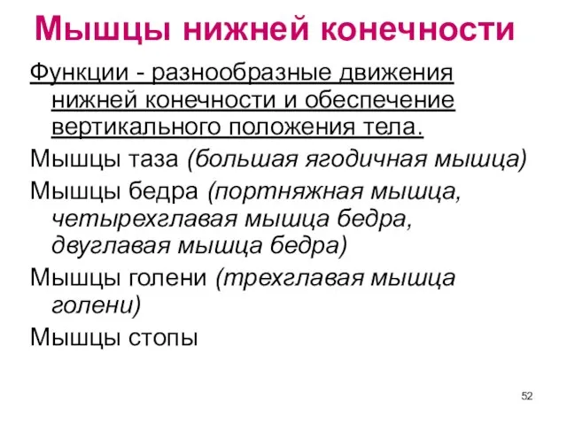 Мышцы нижней конечности Функции - разнообразные движения нижней конечности и обеспечение вертикального