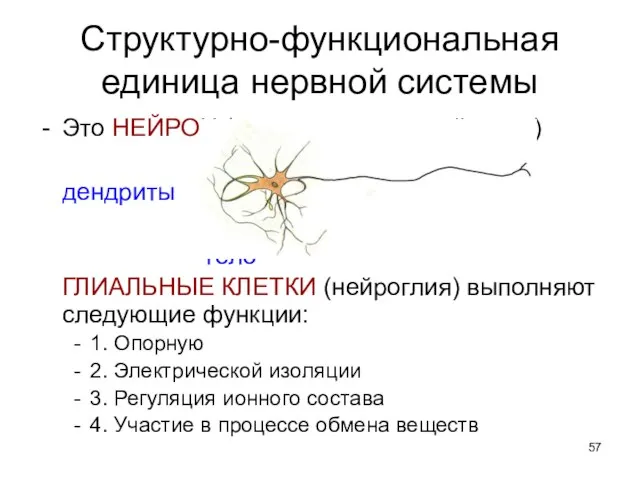 Структурно-функциональная единица нервной системы Это НЕЙРОН (нервная клетка, нейроцит) дендриты аксон тело