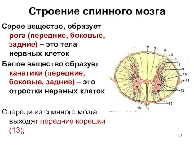 Строение спинного мозга Серое вещество, образует рога (передние, боковые, задние) – это