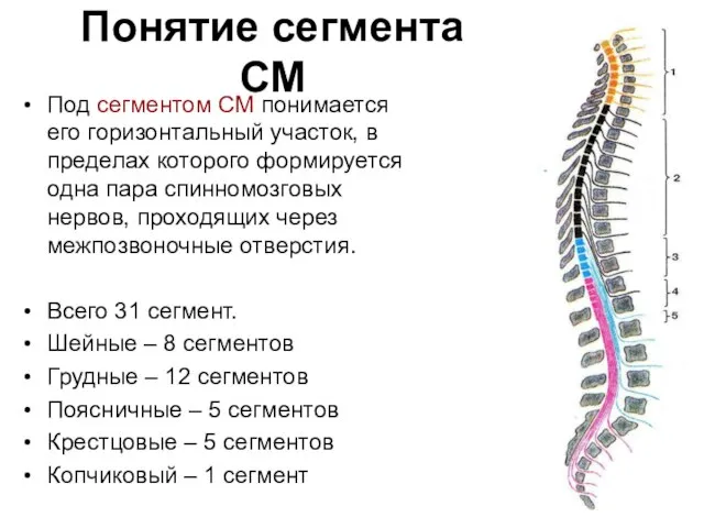 Понятие сегмента СМ Под сегментом СМ понимается его горизонтальный участок, в пределах