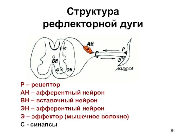 Структура рефлекторной дуги Р – рецептор АН – афферентный нейрон ВН –