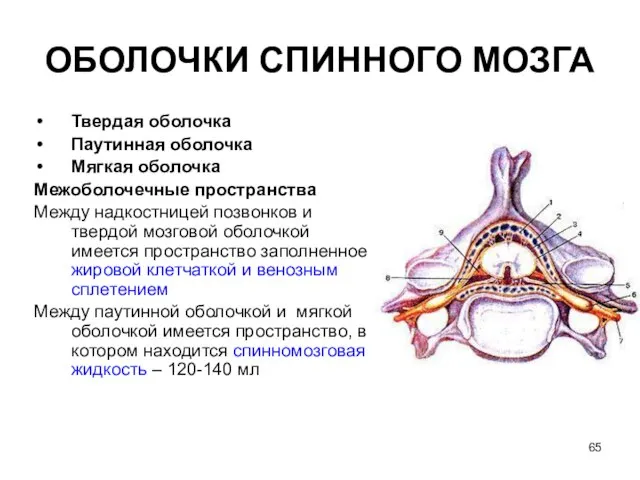 ОБОЛОЧКИ СПИННОГО МОЗГА Твердая оболочка Паутинная оболочка Мягкая оболочка Межоболочечные пространства Между