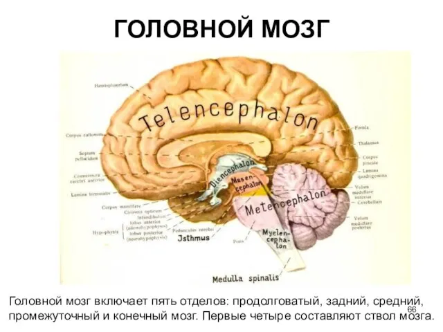 ГОЛОВНОЙ МОЗГ Головной мозг включает пять отделов: продолговатый, задний, средний, промежуточный и