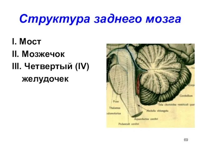 Структура заднего мозга I. Мост II. Мозжечок III. Четвертый (IV) желудочек