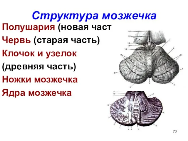 Структура мозжечка Полушария (новая часть) Червь (старая часть) Клочок и узелок (древняя