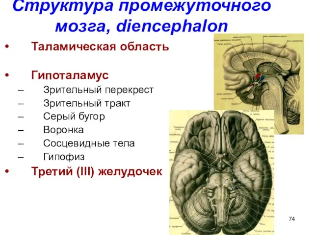 Структура промежуточного мозга, diencephalon Таламическая область Гипоталамус Зрительный перекрест Зрительный тракт Серый