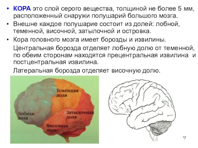 КОРА это слой серого вещества, толщиной не более 5 мм, расположенный снаружи