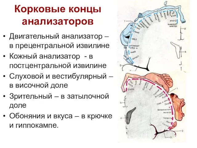 Корковые концы анализаторов Двигательный анализатор – в прецентральной извилине Кожный анализатор -