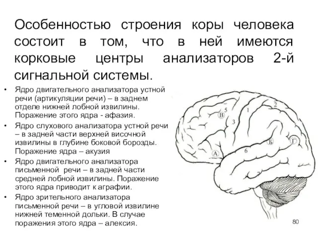 Особенностью строения коры человека состоит в том, что в ней имеются корковые