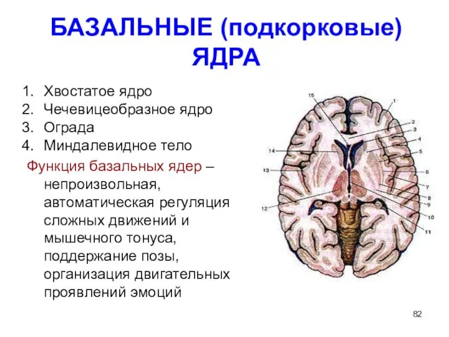 БАЗАЛЬНЫЕ (подкорковые) ЯДРА Хвостатое ядро Чечевицеобразное ядро Ограда Миндалевидное тело Функция базальных