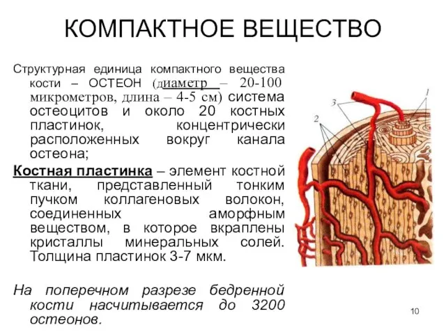 КОМПАКТНОЕ ВЕЩЕСТВО Структурная единица компактного вещества кости – OСTEOН (диаметр – 20-100