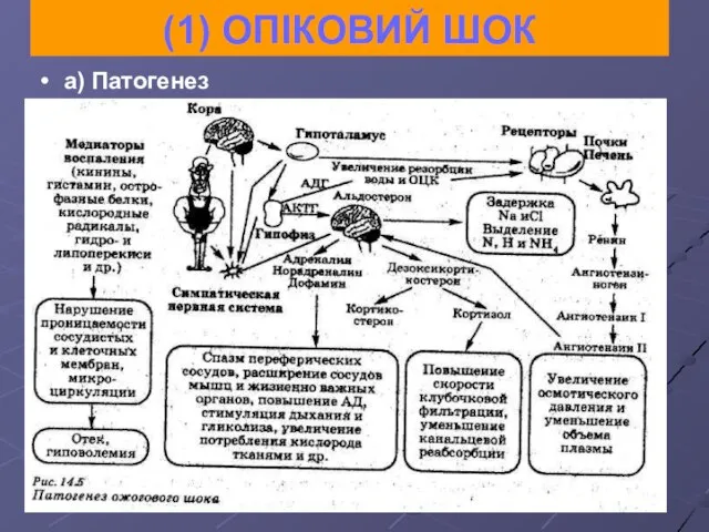 (1) ОПІКОВИЙ ШОК а) Патогенез