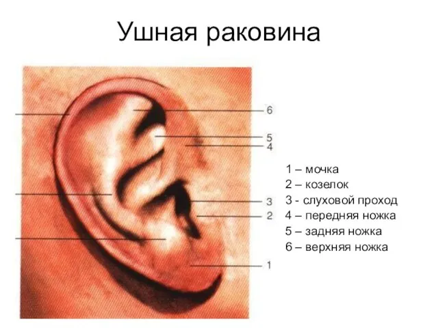 Ушная раковина 1 – мочка 2 – козелок 3 - слуховой проход