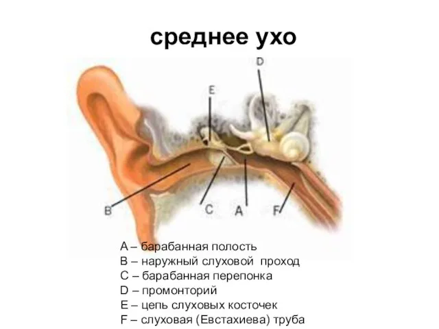 среднее ухо A – барабанная полость B – наружный слуховой проход C