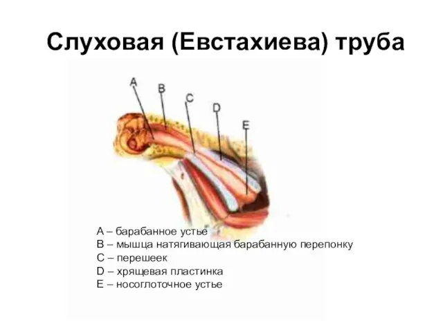 Слуховая (Евстахиева) труба A – барабанное устье B – мышца натягивающая барабанную