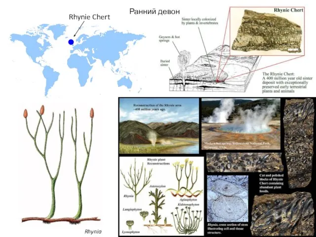 Rhynie Chert Rhynia Ранний девон