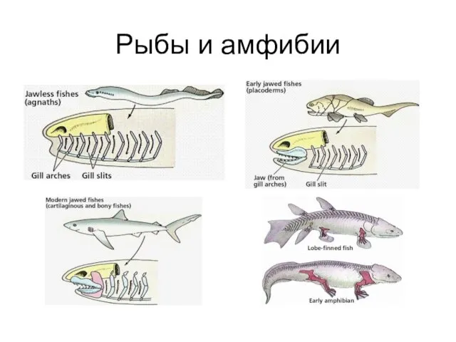 Рыбы и амфибии