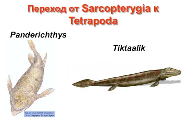 Переход от Sarcopterygia к Tetrapoda Panderichthys Tiktaalik