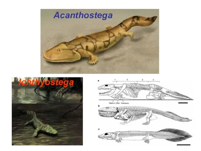 Acanthostega Ichthyostega