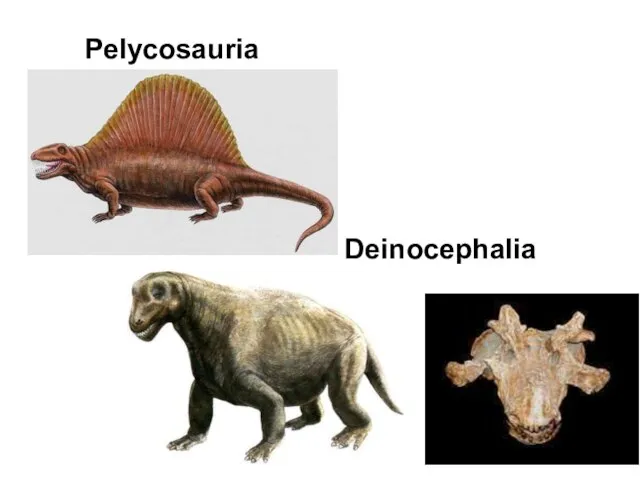 Pelycosauria Deinocephalia